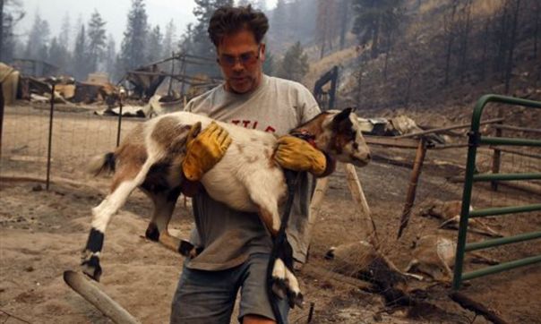 Northwest Credit Unions Support Wildfire Victims- Todd Quinn grabs one of his goats that survived the firestorm