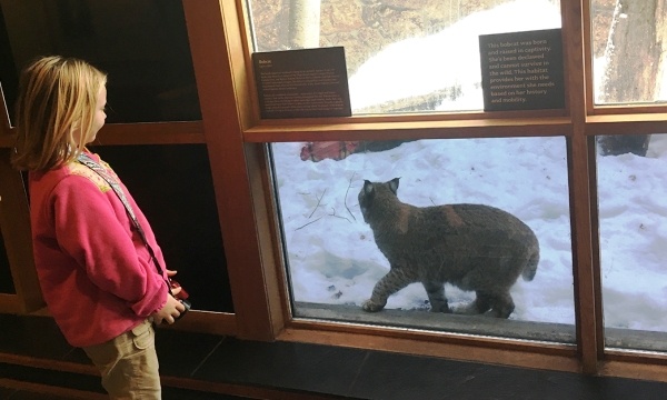 Bobcat & Girl at Free Family Saturdays at the High Desert Museum