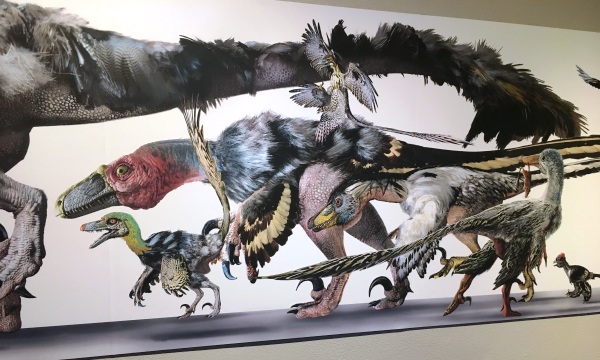 Final 2018 Free Family Saturday at the High Desert Museum- The exhibit sign for Dinosaurs Take Flight: The Art of Archaeopteryx