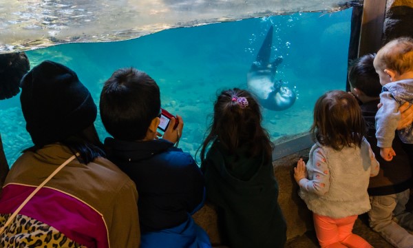 Free Family Saturday at the High Desert Museum- Kids Watching Otters Play Underwater Through the Exhibit Glass